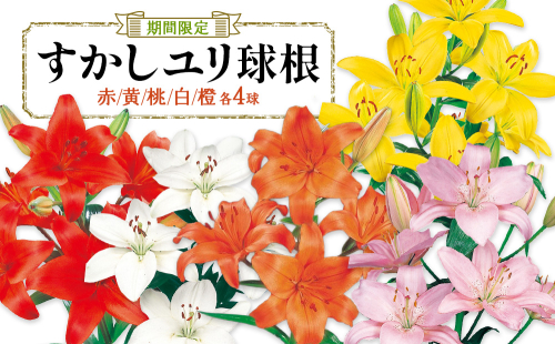 【期間限定】ユリ球根 カラフルすかしユリセット5色20球 花 フラワー 園芸 ガーデニング 植物 高品質 送料無料 2867883 - 宮崎県えびの市