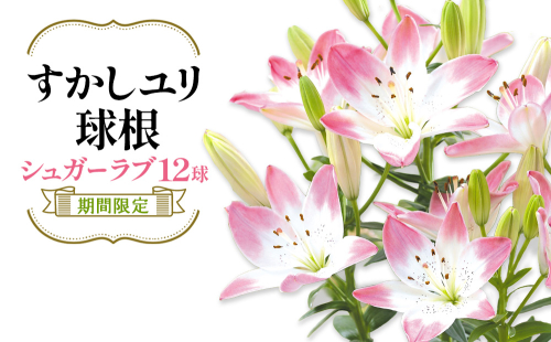 【期間限定】ユリ球根  すかしユリ シュガーラブ 12球 花 フラワー 園芸 ガーデニング 植物 高品質 送料無料 2867884 - 宮崎県えびの市