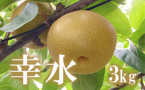 No.1713梨　なし　幸水　約3kg　【2025年発送　先行予約】