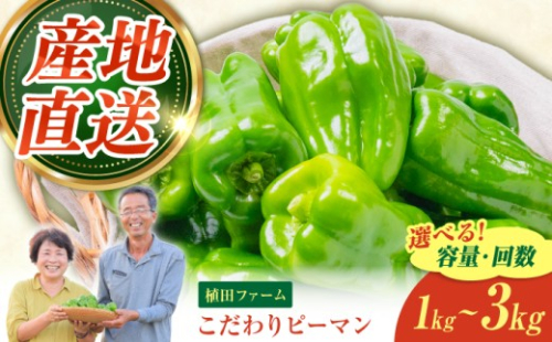 【全6回定期便】高知県産 植田ファームのこだわりピーマン 1kg〈2026年10月1日～2027年6月下旬〉 ピーマン 甘い 新鮮野菜 サラダ 野菜 おかず 詰め合わせ 絶品 お取り寄せ 美味しい 料理 おうちごはん 新鮮 高知県 土佐市【株式会社植田ファーム】[BQAT025] 2867963 - 高知県土佐市