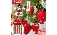 【2027年3月発送】 完熟・朝摘みいちご 贈答用 800g(400g×2)｜糖度12度以上・専用個包装 M-FI-A47A