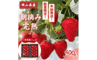 【年始発送】 完熟・朝摘みいちご 自宅用 400g(200g×2)｜糖度12度以上 苺 イチゴ M-FI-A53A