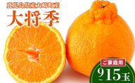 先行受付 老舗青果店のご家庭用　大将季　9玉～15玉