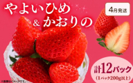 《4月発送》 先行予約 訳あり いちご やよいひめ かおりの 2種セット 計12パック 苺 ストロベリー 果物 フルーツ ケーキ ゼリー ジュース アイス シャーベット チョコ フルーツサンド いちご大福 大福 洋菓子 和菓子 スイーツ デザート ジャム 不揃い 規格外 家庭用 甘い 人気 おすすめ お取り寄せ グルメ 徳島県 阿波市 Berry Mate Farm