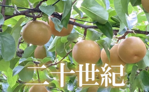 No.1727株式会社円和 青果部 梨 なし 二十世紀 約3kg 【2023年発送】 286895 - 福島県福島市