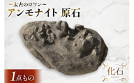 アンモナイト 原石 [ 加藤樹石苑 北海道 歌志内市 01227an066] 化石 標本 あんもないと 古代 コレクション