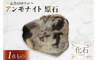 アンモナイト 原石  [ 加藤樹石苑 北海道 歌志内市 01227an065] 化石 標本 あんもないと 古代 コレクション