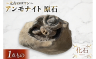 アンモナイト 原石 [ 加藤樹石苑 北海道 歌志内市 01227an064] 化石 標本 あんもないと 古代 コレクション