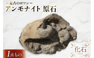 アンモナイト 原石   [ 加藤樹石苑 北海道 歌志内市 01227an063] 化石 標本 あんもないと 古代 コレクション