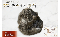 アンモナイト 原石 [ 加藤樹石苑 北海道 歌志内市 01227an062] 化石 標本 あんもないと 古代 コレクション