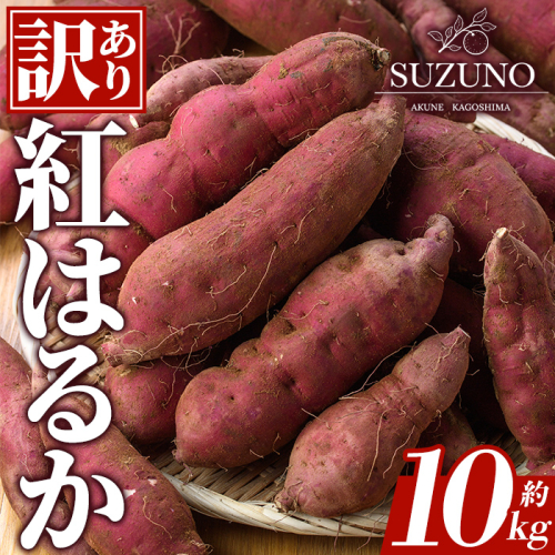 ＜先行予約受付中！2026年11月中旬以降順次発送予定＞訳あり！さつまいも「紅はるか」(約10kg) 国産 さつまいも サツマイモ 薩摩芋 野菜 根菜 青果 生芋 蜜芋 焼き芋 煮物 スイーツ 料理 おかず 【SUZUNO】akn109-03 2870339 - 鹿児島県阿久根市