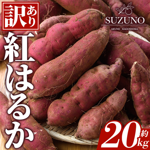 ＜先行予約受付中！2026年11月中旬以降順次発送予定＞訳あり！さつまいも「紅はるか」(約20kg) 国産 さつまいも サツマイモ 薩摩芋 野菜 根菜 青果 生芋 蜜芋 焼き芋 煮物 スイーツ 料理 おかず 【SUZUNO】akn109-04 2870340 - 鹿児島県阿久根市