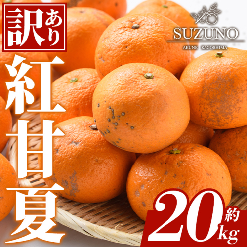 ＜先行予約受付中！2027年1月中旬以降順次発送予定＞訳あり 紅甘夏 (約20kg) 国産 鹿児島県 阿久根市 果実 果物 フルーツ 柑橘 紅甘夏 みかん ミカン 期間限定 数量限定 【SUZUNO】akn109-05 2870341 - 鹿児島県阿久根市