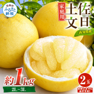 先行予約 文旦 家庭用 約1kg 土佐文旦 2L～3L 2玉 高知 ブンタン ぶんたん 旬 柑橘 かんきつ 柑橘類 フルーツ 果物 くだもの デザート おやつ 爽やか 甘い スイーツ 美味しい おいしい 常温