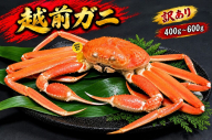 【12月出荷】越前ガニ 訳あり 1本足折れ 400g～600g