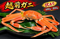 【1月出荷】越前ガニ 訳あり 1本足折れ 600g～800g