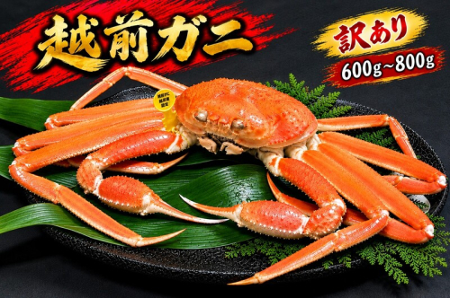 【12月出荷】越前ガニ 訳あり 1本足折れ 600g～800g 2870491 - 福井県おおい町