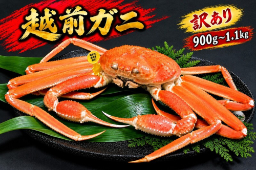 【2月出荷】越前ガニ 訳あり 1本足折れ 900g～1.1kg 2870493 - 福井県おおい町