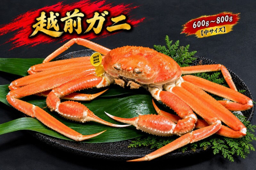 【12月出荷】越前ガニ 600g～800g 1杯 【中サイズ】 2870500 - 福井県おおい町