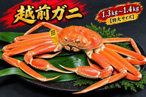 【2月出荷】越前ガニ 1.3kg～1.4kg 1杯 【特大サイズ】 2870506 - 福井県おおい町