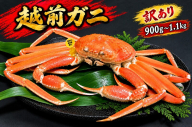 【11/15～30出荷】越前ガニ 訳あり 1本足折れ 900g～1.1kg