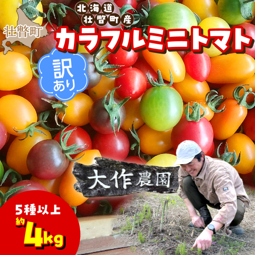 【先行予約】【2027年7月より発送】【訳あり】カラフルミニトマト約4kg(5種以上) 大作農園 北海道壮瞥町 SBTR015 2870636 - 北海道壮瞥町