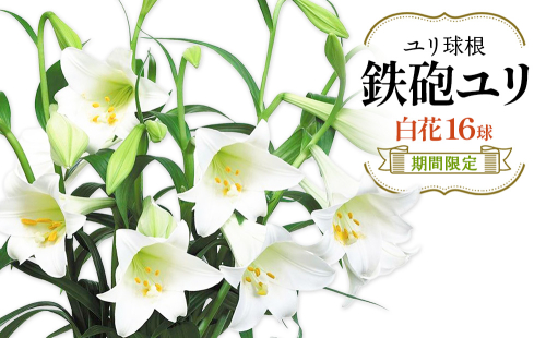 【期間限定】鉄砲ユリ球根白花　16球　花 フラワー 園芸 ガーデニング 植物 高品質 送料無料
 2870687 - 宮崎県えびの市
