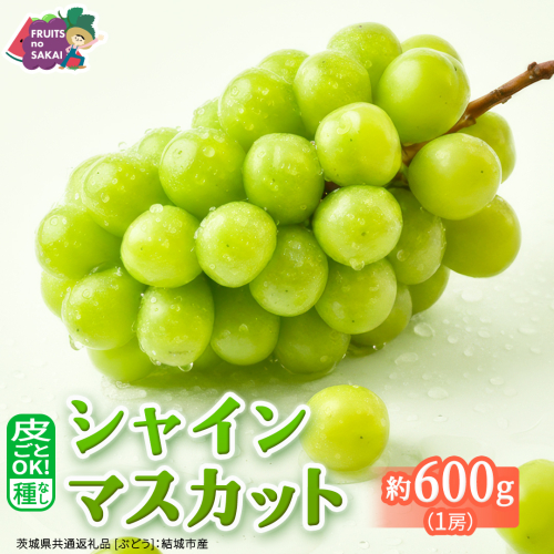 シャインマスカット 約600g （1房）【2026年9月より発送開始】（茨城県共通返礼品 [ぶどう]：結城市産） ぶどう フルーツ 果物 葡萄 マスカット 旬 お取り寄せ フルーツ 種なし 皮ごと 甘い デザート [FC124-NT] 2870863 - 茨城県つくばみらい市