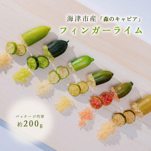 フィンガーライム 200g　フルーツ 果物 森のキャビア キャビアライム フルーツキャビア 岐阜県 海津市 2870897 - 岐阜県海津市