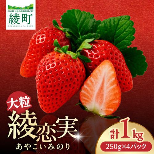 先行予約 いちご 綾恋実（あやこいみのり）1kg 大粒いちご 果物 フルーツ くだもの 青果 苺 イチゴ いちご大福 国産 おやつ スイーツ デザート おすすめ ジャム ジュース 甘い ジューシー ギフト おすそ分け 宮崎県 綾町 送料無料 【JA綾町】_A0114-270 2870996 - 宮崎県綾町