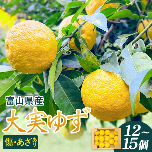 富山県産 大実ゆず 12個-15個 ゆず 柚子 果物 フルーツ  国産 富山県 氷見市 2871007 - 富山県氷見市