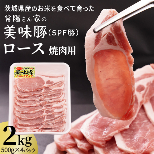 茨城県産のお米を食べて育った 常陽さん家の 美味豚 (SPF豚) ロース 焼肉用 2kg (龍ヶ崎市 共通返礼品） 国産 ロース ロース肉 豚ロース 豚 SPF SPF豚 豚肉 焼肉 バーベキュー しゃぶしゃぶ 肉 にく 肉類 ポーク こだわり やわらか お米育ち 安心 安全 人気 お取り寄せグルメ お取り寄せ グルメ おすすめ [BW002us] 2871178 - 茨城県牛久市