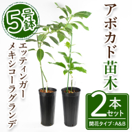 No.1407 アボカド苗木 メキシコーラグランデ エッティンガー (各1本) 鹿児島県産 苗 観葉植物 アボカド 国産 シンボルツリー 庭木 内祝い メキシコーラグランデ エッティンガー プレゼント 苗木 アボカドの木 【ゆす村農園】