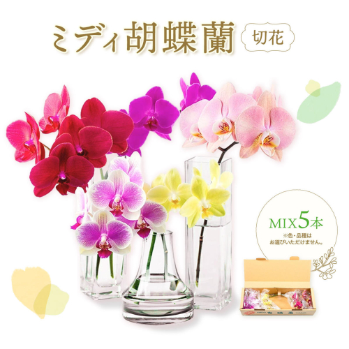 ミディ 胡蝶蘭切花 MIX 5本 セット 株式会社日野洋蘭園《30営業日以内に出荷予定(土日祝除く)》鹿児島県 さつま町 胡蝶欄 植物 花 切花 送料無料 2871193 - 鹿児島県さつま町