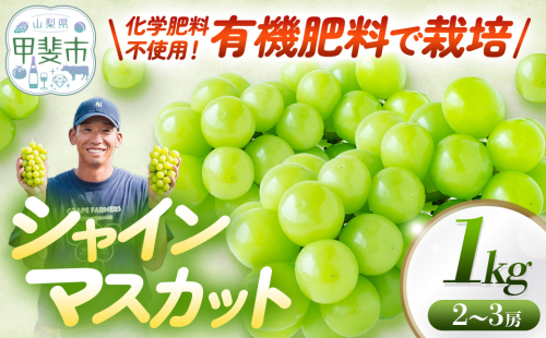 【2027年発送分】山梨県 甲斐市産 化学肥料不使用で育ったシャインマスカット1kg 2871194 - 山梨県甲斐市