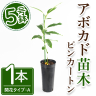 No.1405 アボカド苗木 ピンカートン (1本) 鹿児島県産 苗 観葉植物 アボカド 国産 シンボルツリー 庭木 内祝い ピンカートン プレゼント 苗木 アボカドの木 【ゆす村農園】