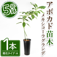 No.1406 アボカド苗木 メキシコーラグランデ (1本) 鹿児島県産 苗 観葉植物 アボカド 国産 シンボルツリー 庭木 内祝い メキシコーラグランデ プレゼント 苗木 アボカドの木 【ゆす村農園】