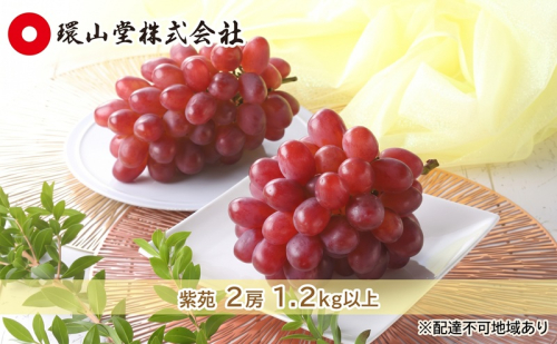 ぶどう 2027年 先行予約 冬 紫苑 2房 1.2kg以上 ブドウ 葡萄  岡山県産 国産 フルーツ 果物 ギフト 環山堂 2871827 - 岡山県玉野市