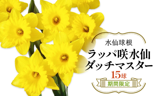 【ふるさと納税】【期間限定】ラッパ咲水仙 ダッチマスター 15球 水仙球根スイセン 花 フラワー 園芸 ガーデニング 植物 送料無料 2871934 - 宮崎県えびの市