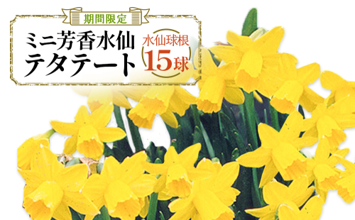 【ふるさと納税】【期間限定】ミニ芳香水仙 テタテート 15球 水仙球根 イエロー スイセン 花 フラワー 園芸 ガーデニング 植物 送料無料 2871935 - 宮崎県えびの市