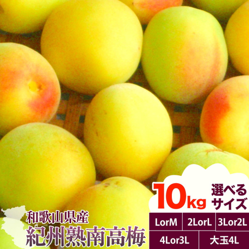 紀州熟南高梅 約10kg 選べるサイズ M ～ 大玉 4L 《2027年6月上旬-6月中旬頃出荷》 和歌山県 日高川町 梅 紀州南高梅 うめ フルーツ 果物 2872049 - 和歌山県日高川町