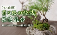 【モス山形】苔と松の盆栽 植物混合（軽石） F2Y-5147