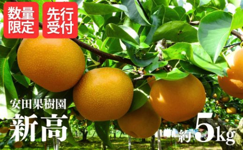 No.1798梨　新高　約5kg【2025年発送　先行予約】