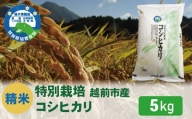 【令和5年度新米 精米】特別栽培 越前市産コシヒカリ 5kg