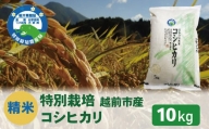 【令和5年度新米 精米】特別栽培 越前市産コシヒカリ 10kg