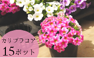 【 15ポット 】お庭 を 彩る カリブラコア （ 色おまかせ ） 花 生花