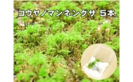 コウヤノマンネングサ [Climacium japonicum] 人工栽培品種 5本