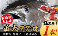 [海のダイヤ!近大マグロ そのまま1本お届け]長崎県 五島産 近大マグロ 丸ごと1本 40kg以上! 鮮魚 赤身 大トロ 中トロ[ツナドリーム五島] 