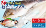 金澤仕立て 鮮魚ボックス （アオリイカ 400g 前後1杯と旬の魚 1種）【金沢鮮魚】 [PEP001]