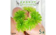 オオカサゴケ [Rhodobryum giganteum] 苔テラリウム用人工栽培品種 5本パック